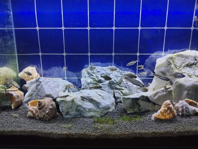 观赏鱼能长期不见鱼吗,观赏鱼直接放缸里会死吗