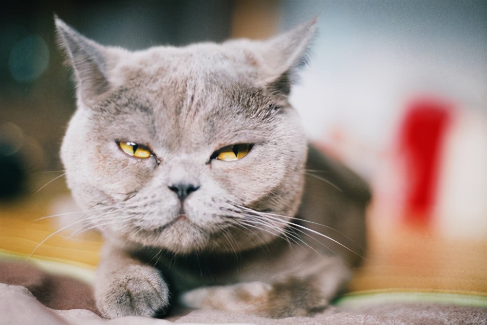 英短银渐层猫咪泪痕,英短泪痕变色毛发怎么处理