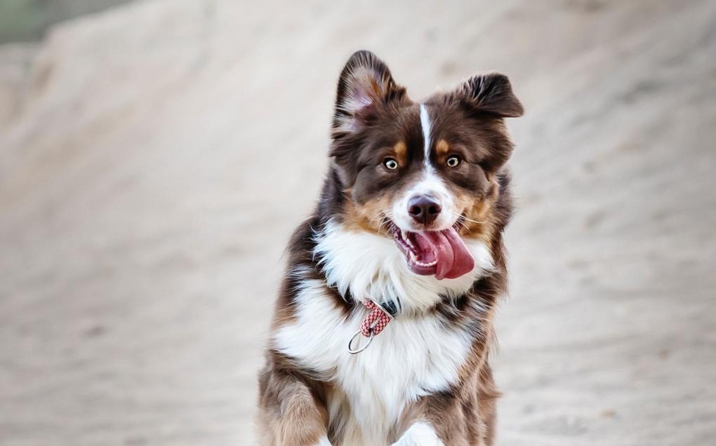 家里的狗狗掉毛毛应该怎么弄,狗狗毛发褪色怎么回事如何解决