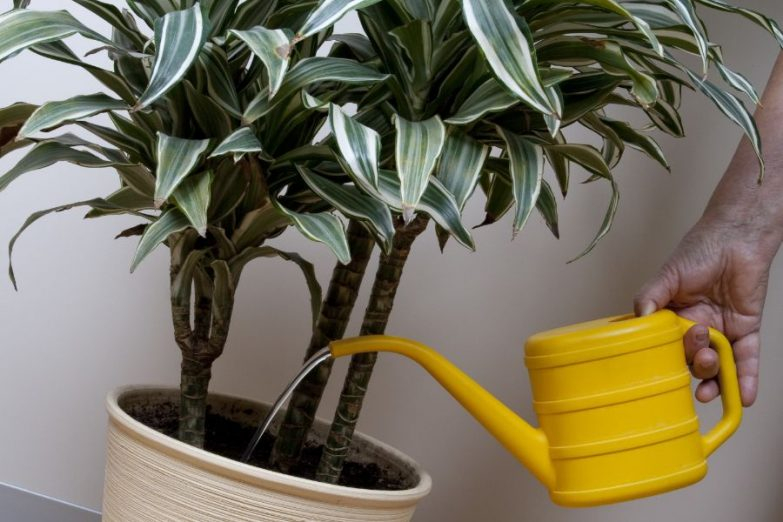 4个方法植物很容易烂根黄叶,浇水多了花枯萎了怎么救活