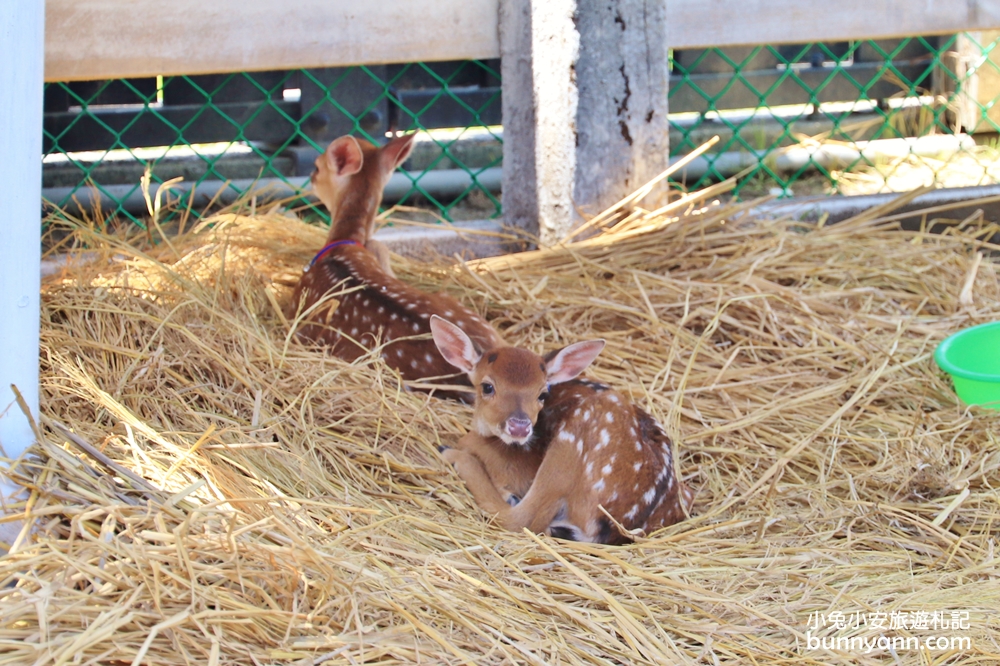 台湾绮丽粉珊瑚,台湾绮丽珊瑚工业