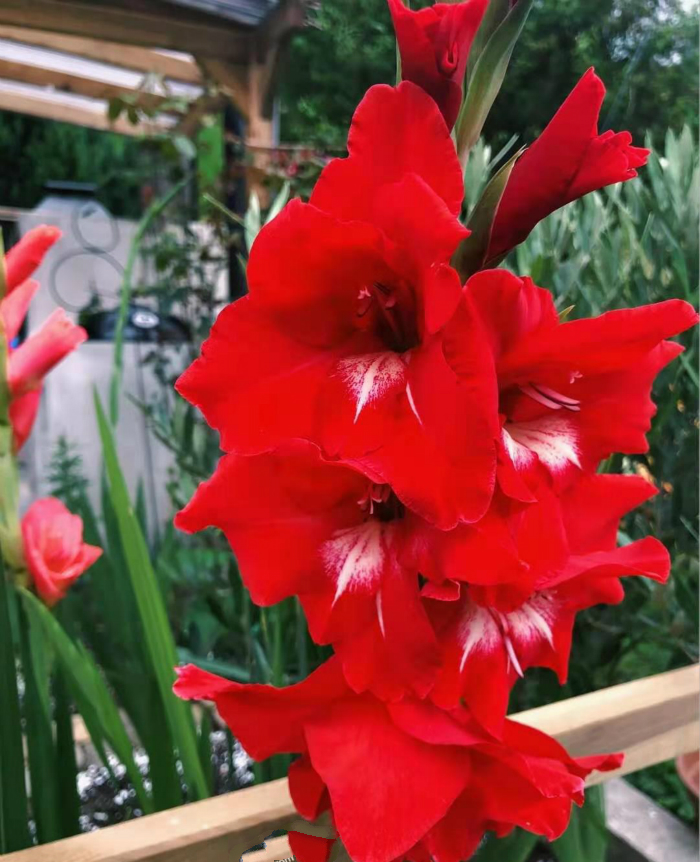 此花耐寒又耐热,此花号称红宝石