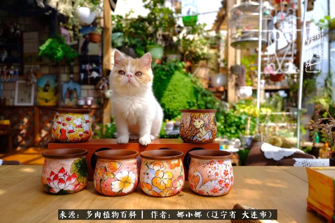 你是盆我是花，你护我周全，我为你绽放