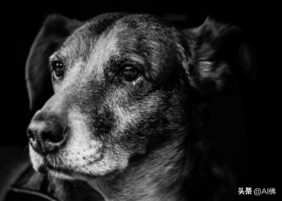 美国最受欢迎的100组小狗名字