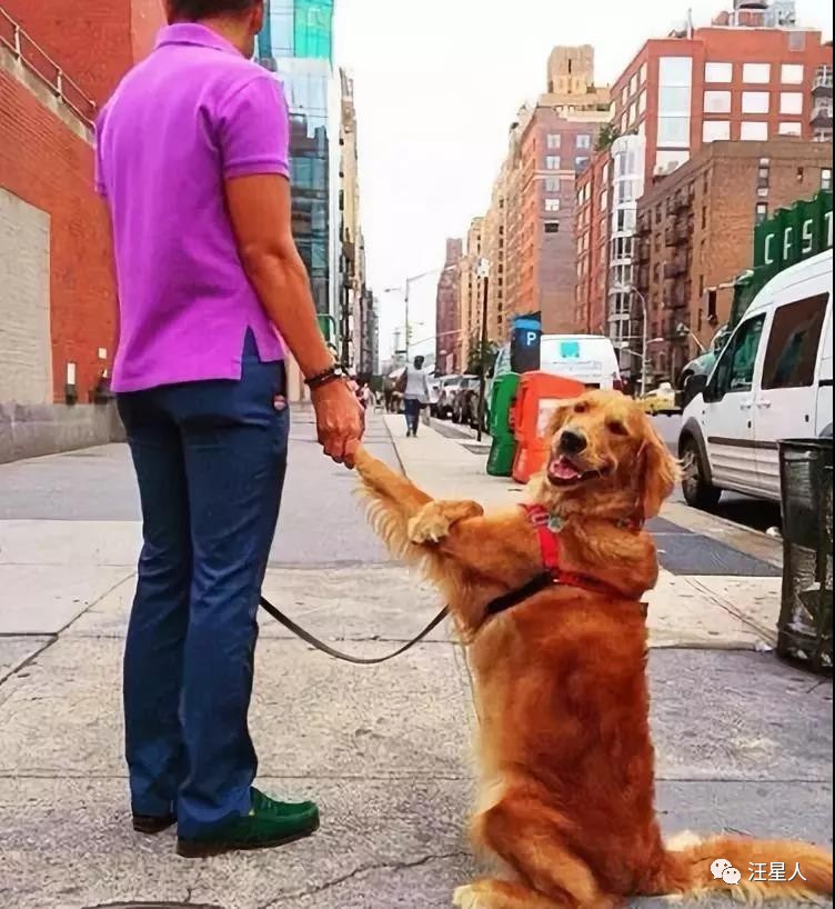 金毛训练抱腿,金毛抱住腿