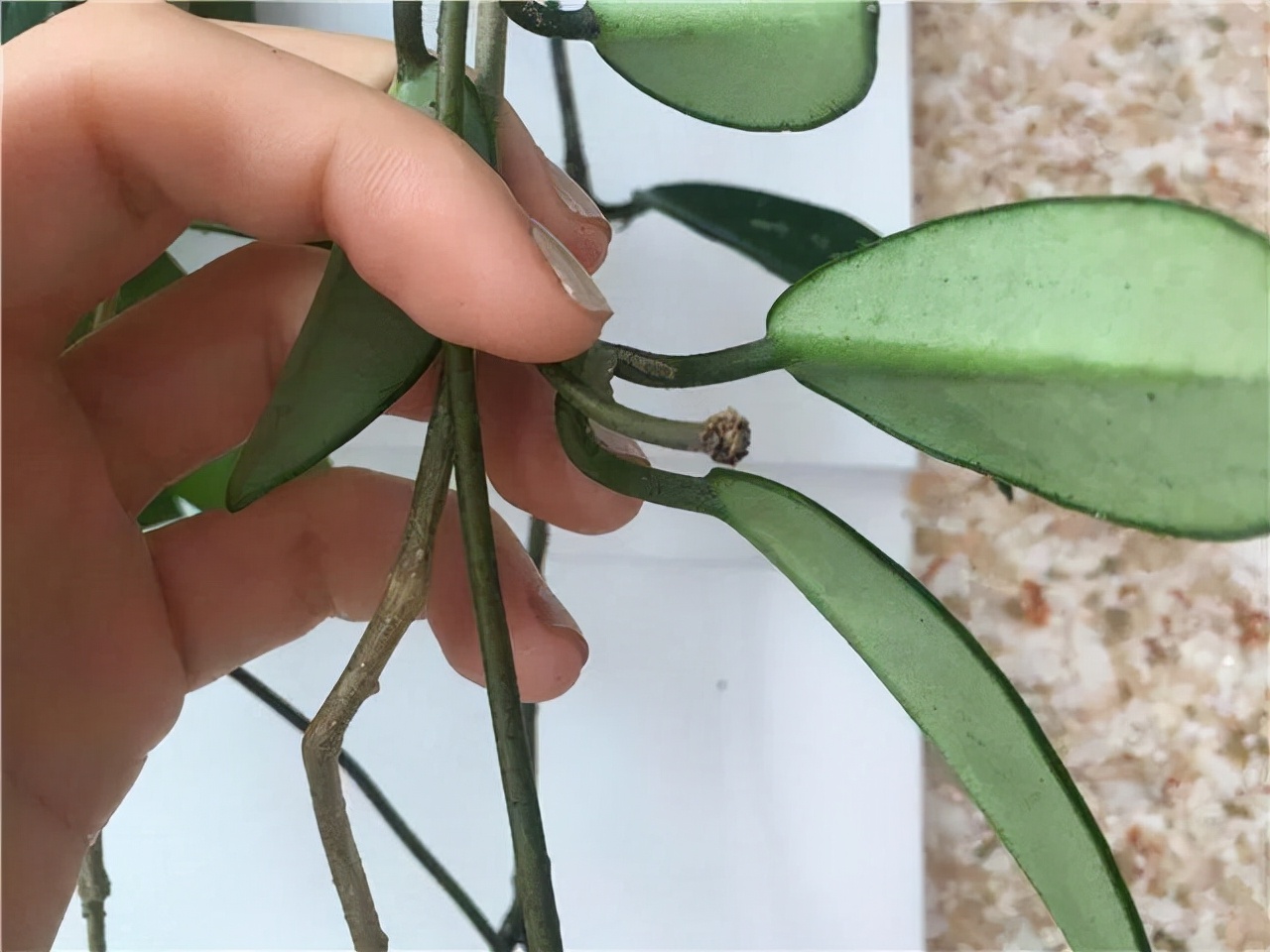 球兰生长缓慢打出花苞后不动了,球兰花快速生长