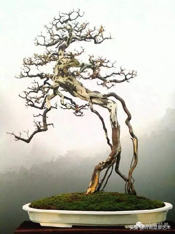 以根代杆下细上粗式盆景图片,各种老根盆景