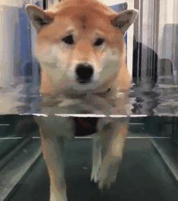 狗狗肾衰竭要注意什么事项,狗狗肾衰竭临死前的15个征兆