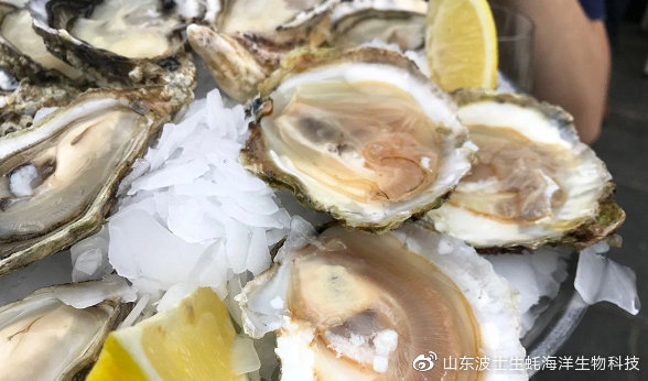 宵夜吃生蚝真实视频,宵夜湛江生蚝生吃