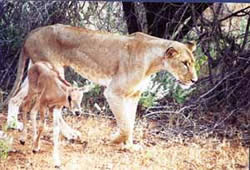 母狮捕获一只小羚羊却不忍吃,母狮和刚出生的小羚羊