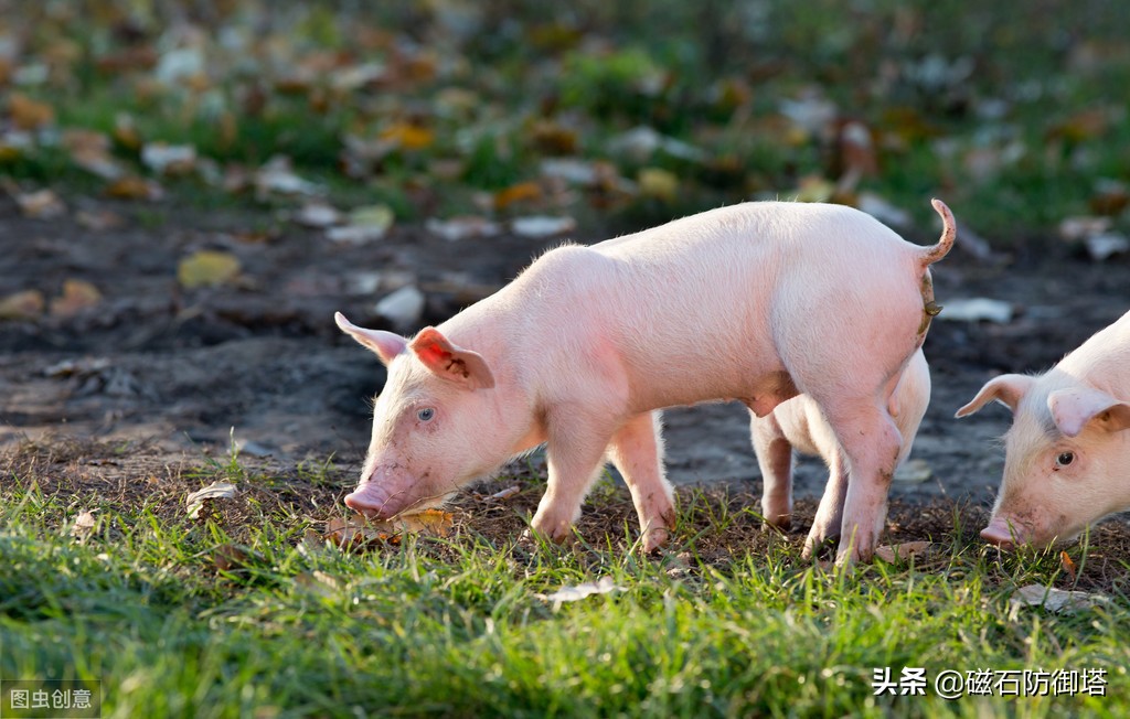 猪年话猪：从野猪到佩奇，猪影响了中国多久？