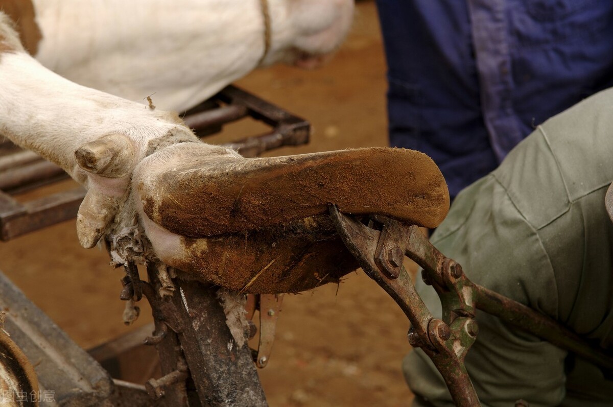 奶牛口蹄疫怎么治,养牛疾病大全