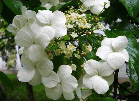 培育蝴蝶小苗的方法,蝴蝶花怎么养的视频教程全集