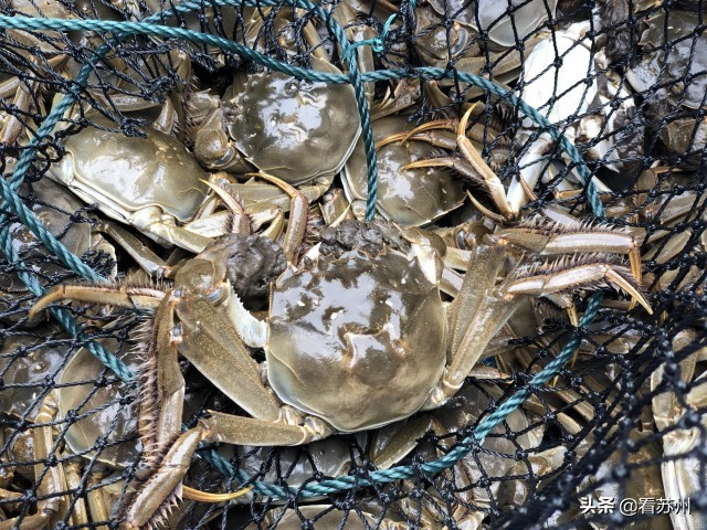 阳澄湖大闸蟹开捕的蟹王,阳澄湖大闸蟹试捕惊现八两多蟹皇