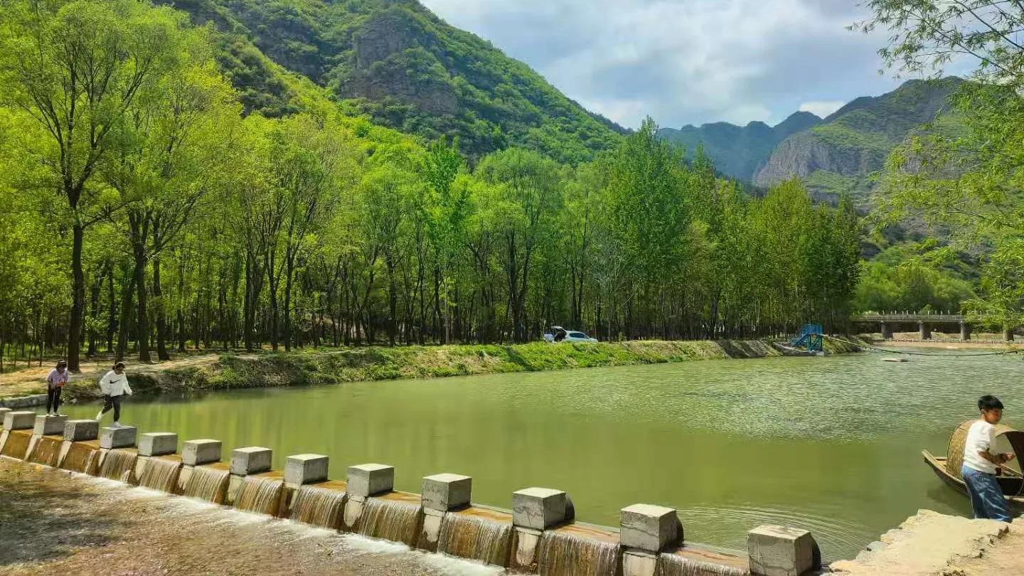 杨树叶子拌什么好吃,杨树叶可以直接凉拌吃吗