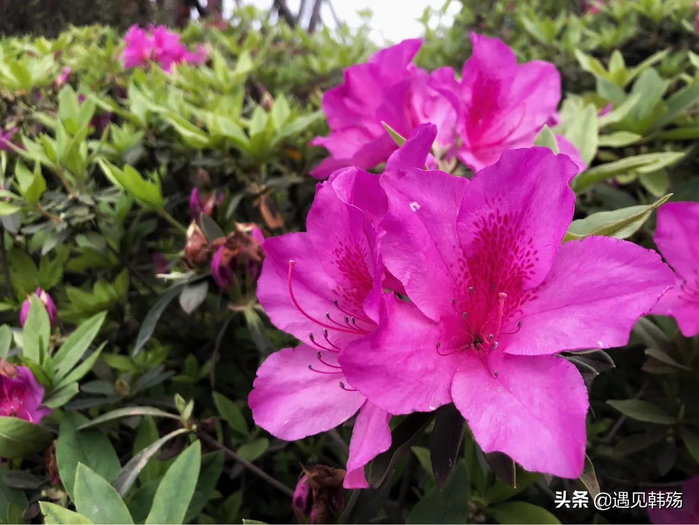 花海生态公园最新,春暖花开湿地公园