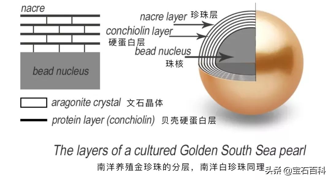 澳白珍珠和南洋金珍珠,澳白南洋白珍珠