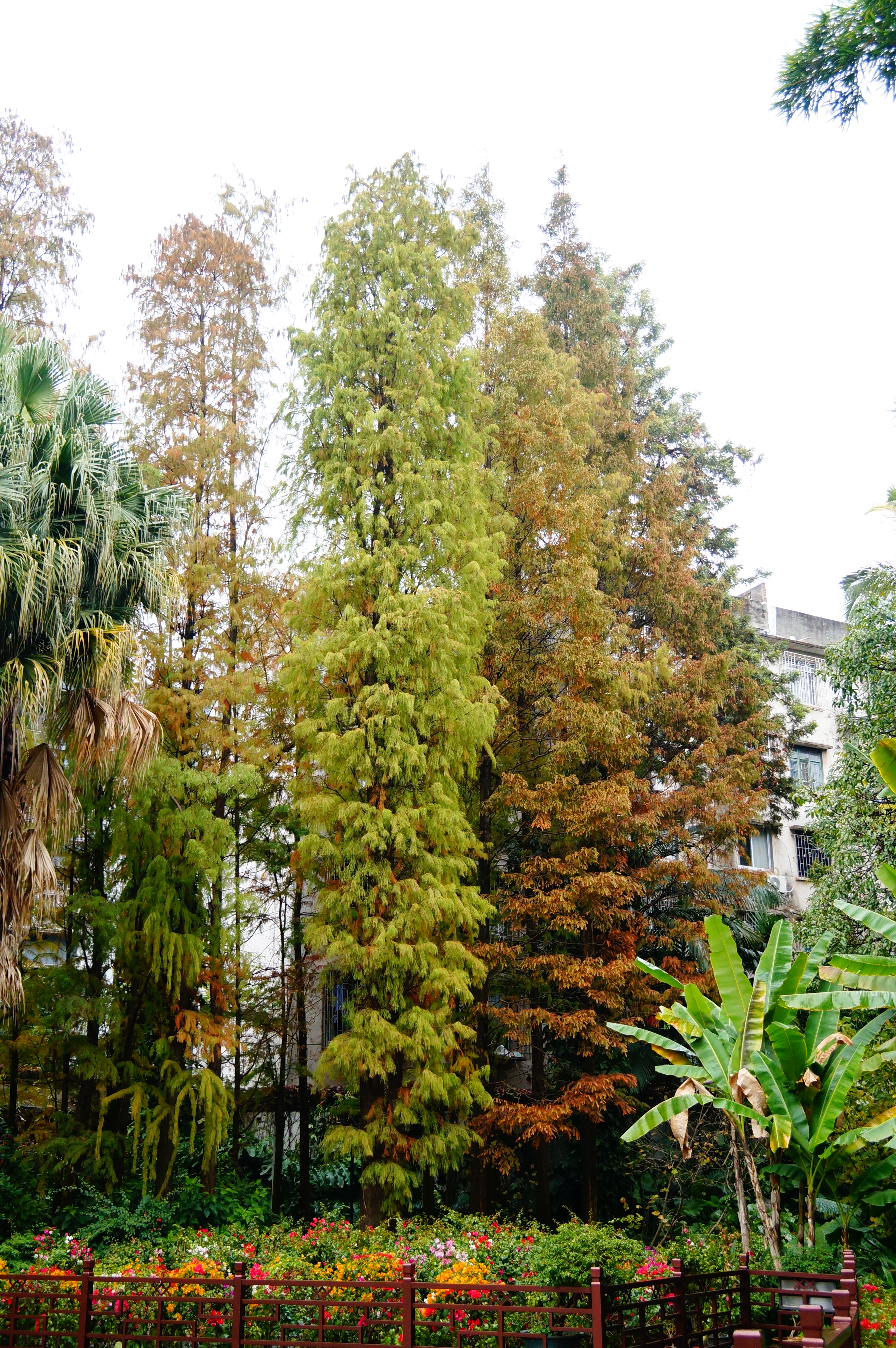 柳州的柳侯公园景色,柳州的秋天美景