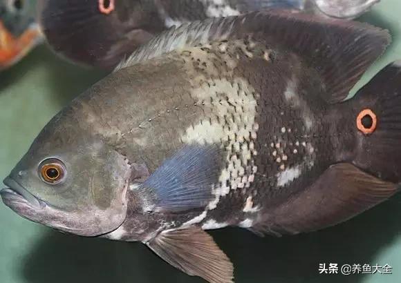 教你识鱼,地图鱼辨别