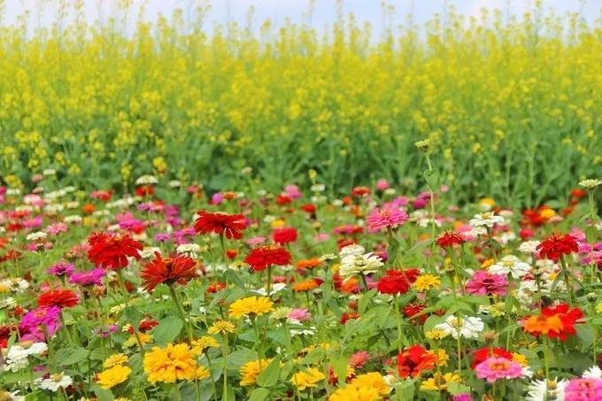 住在深圳光明新区好不好,住光明来南山上班