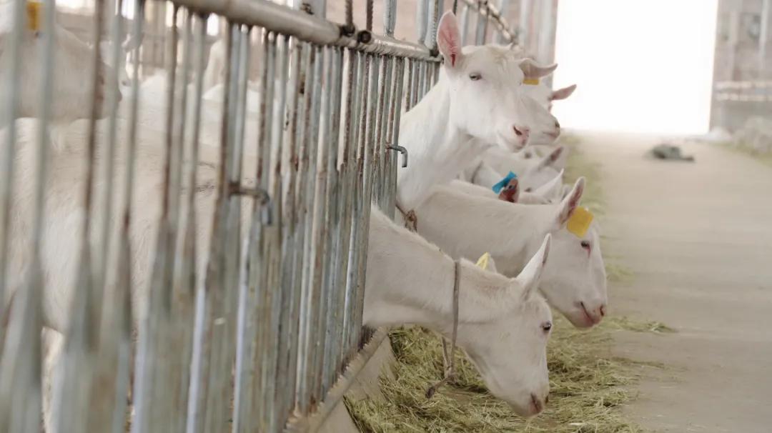 羊奶粉产业第一阵营,羊奶粉已成为超百亿的品类