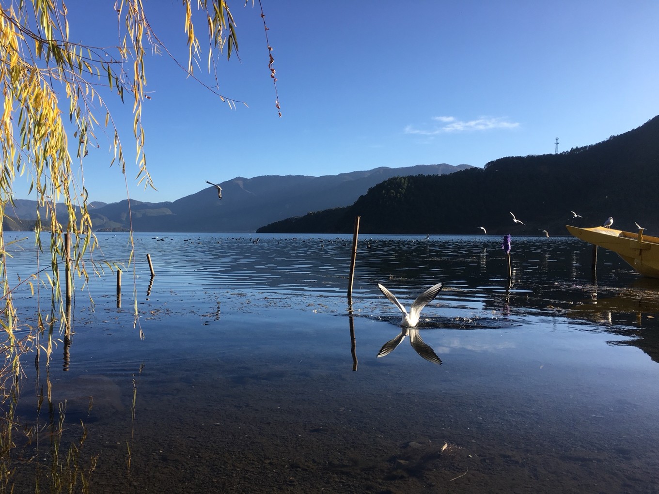 云南六日五晚免费游,云南五天四晚一人游