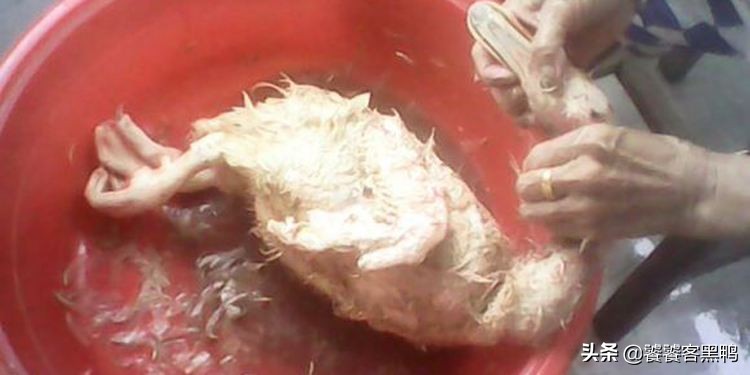 北京烤鸭好吃还是烧鹅好吃,北烤鸭