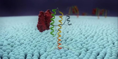 你知道人为什么要吃东西吗,你知道为啥人不能吃得太饱吗