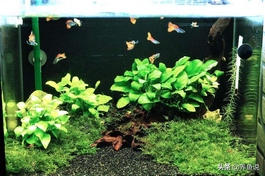 孔雀鱼不能养吗,孔雀鱼不能养水草缸里是真的吗