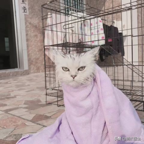 猫吃猫粮死了,go猫粮致猫死亡天猫国际回应