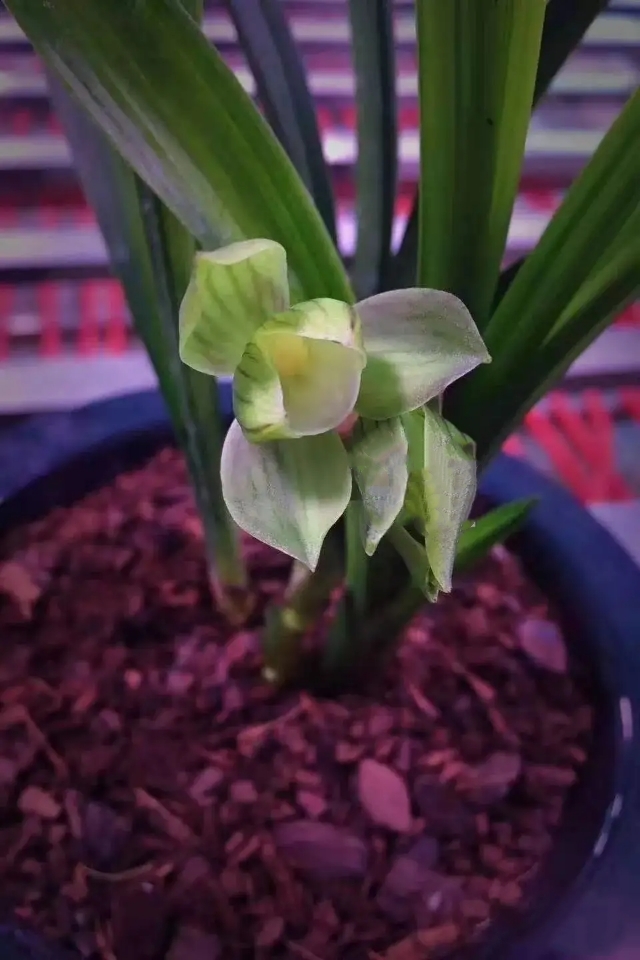 春剑十大品种排名多少钱一株,春剑多少钱一株