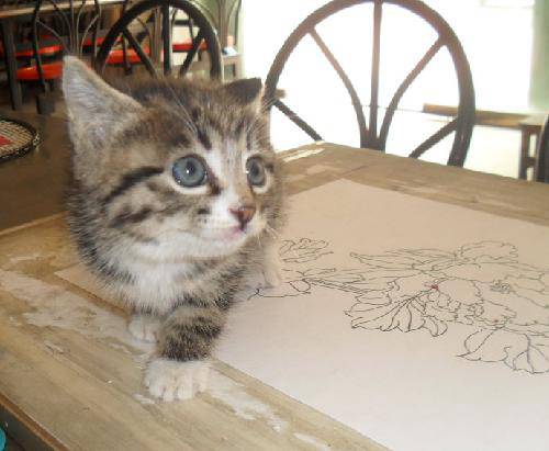 濡炲褰掓潵,鍠靛柕褰掓潵