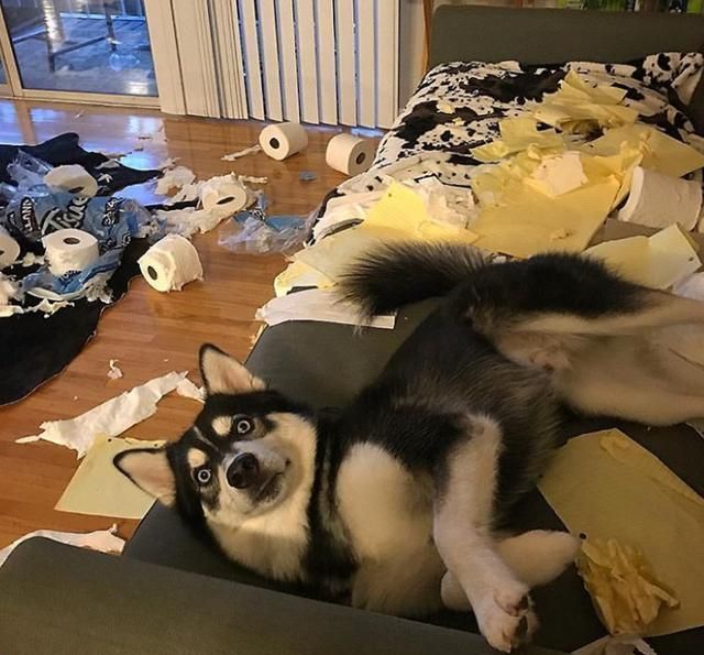 网评“无攻击性”的3种狗，性格温顺，养过的人都懂