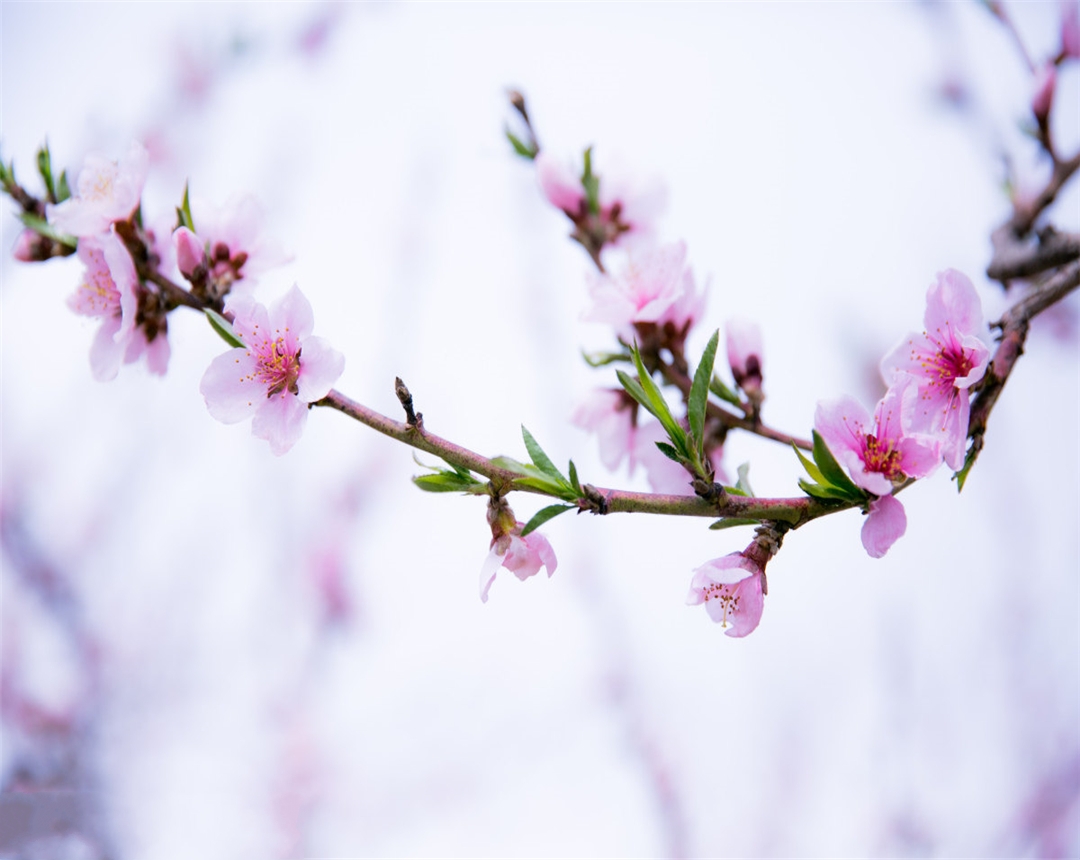 桃花盆栽种植视频小技巧,观赏桃花的养殖方法和注意事项