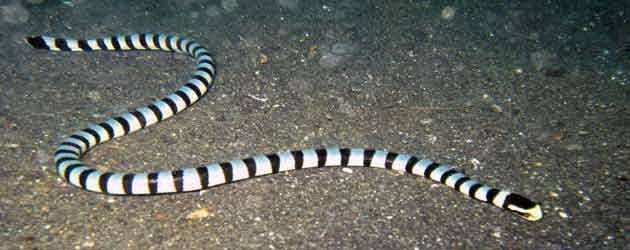 有毒蛇标志,有毒蛇的视频