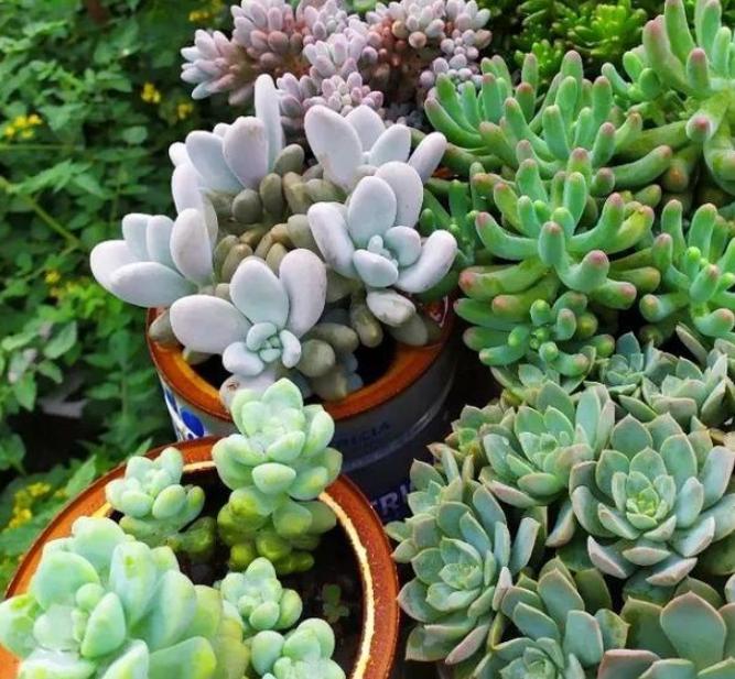 多肉褪色了怎么办,冬天多肉紫乐褪色了是怎么回事