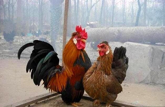 母鸡怎样受孕,母鸡是怎么受孕的