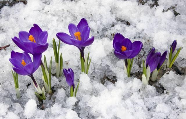 这才是世界上最贵的花卉,君子兰最便宜的花卉