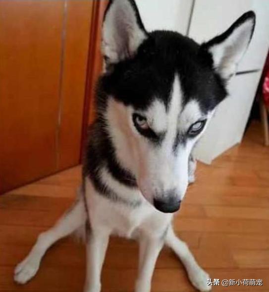 500块就买到纯种哈士奇，网友兴奋了一晚上，第二天却老泪纵横