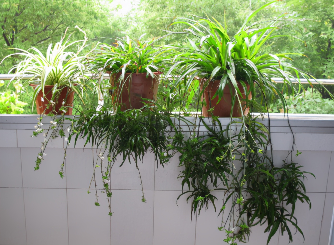 这些网红花,花商告诉你它好养,开花美,从来不提它“有毒”