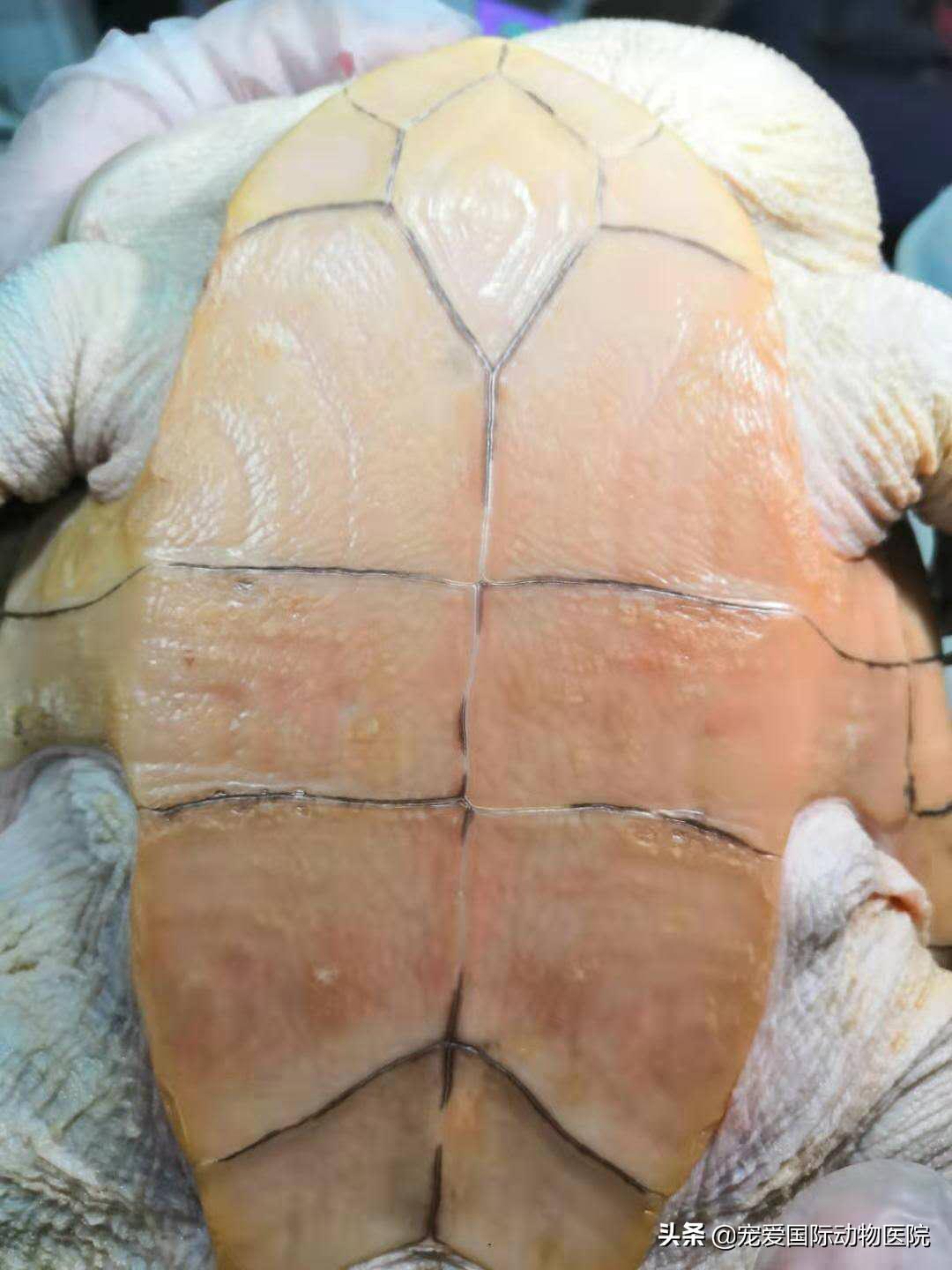 如何分辨乌龟生病,乌龟生病怎么看