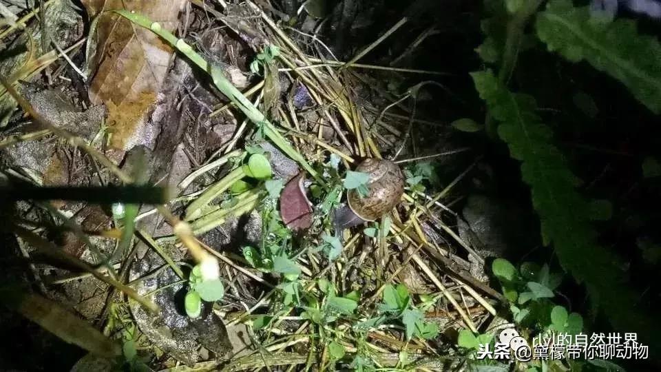 丛林造景黄缘龟池设计图大全,龟宝宝黄缘龟生态缸造景教程