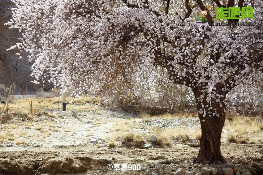 你永远不会体会到*疆新**公路的风情万种，除非你亲自自驾到那里！