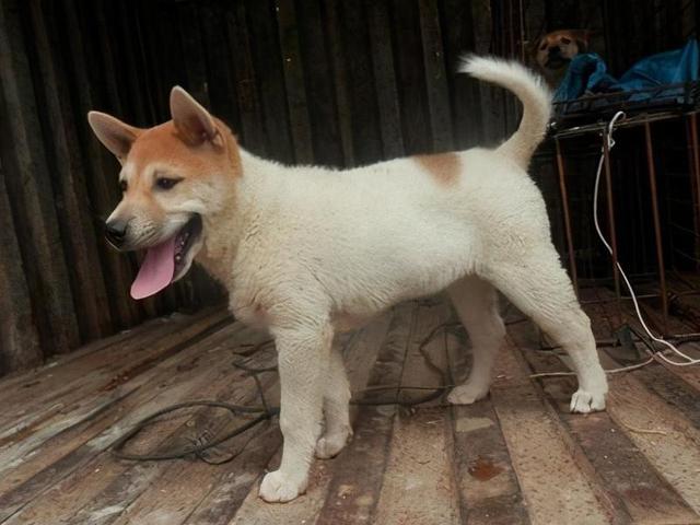 适合家养且不掉毛的狗狗有哪些,狗狗有这些特点其实没有那么长命