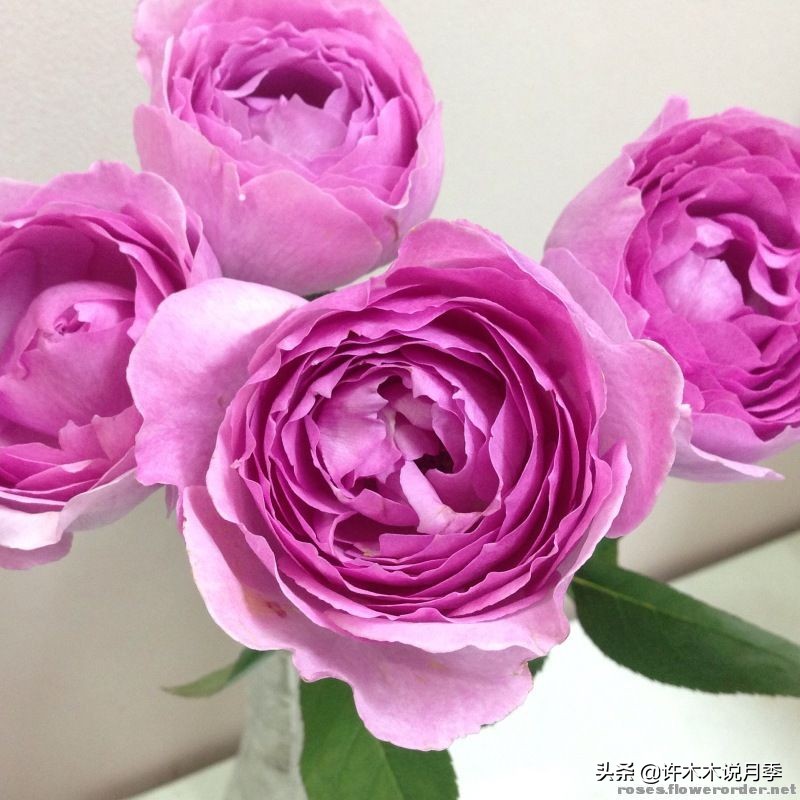 30种黄色月季,10种超美的蓝色月季