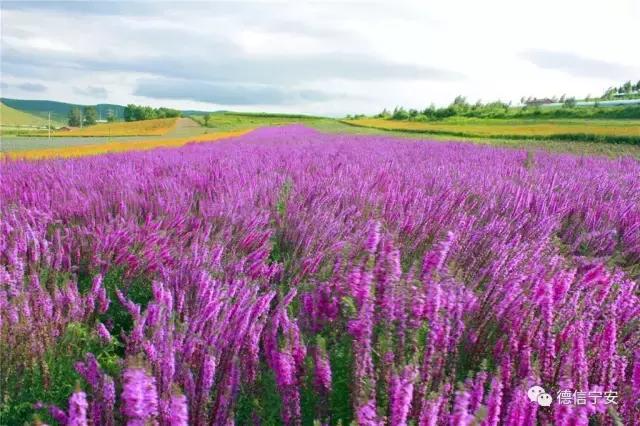 农业农村部、财政部公布！宁安成为首批20个国家现代农业产业园之一