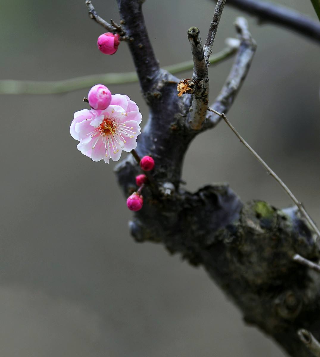 盆栽梅花修剪方法图解大全,盆栽梅花花后修剪