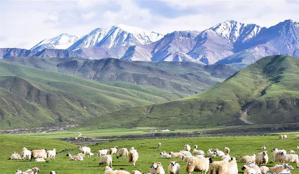 河湟文化简介,青海羊筋做法