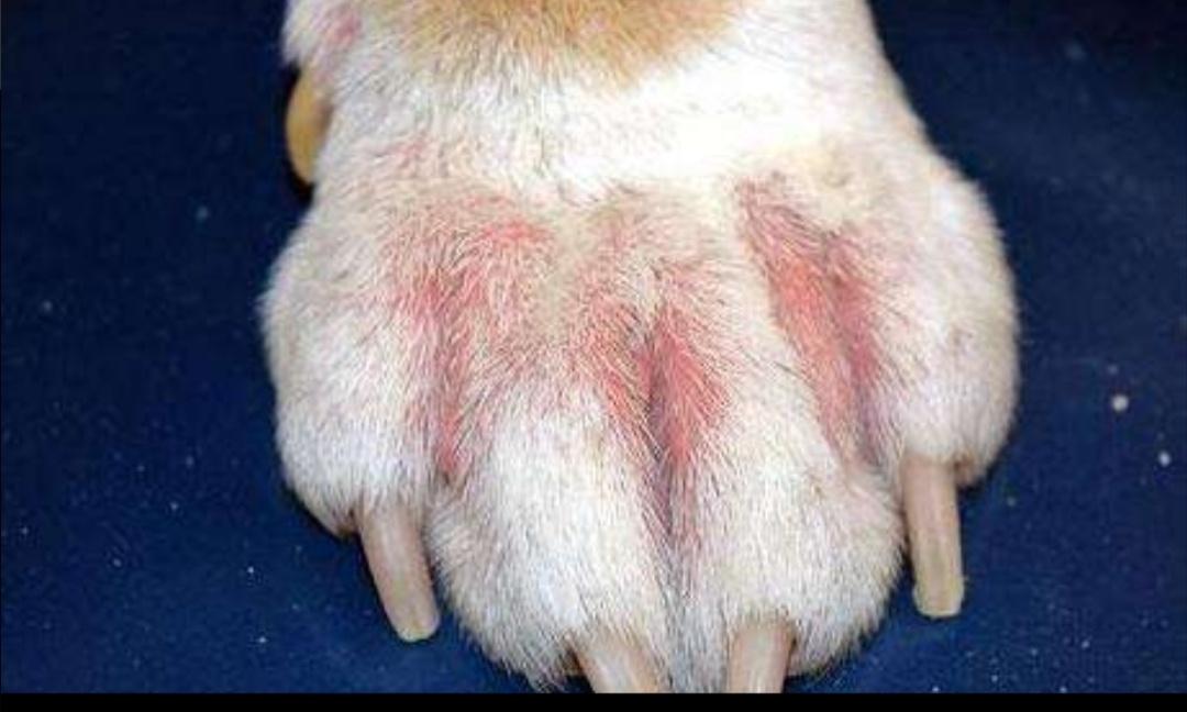 狗狗趾间炎治疗期间怎么洗脚,狗狗每天洗脚会趾间炎吗