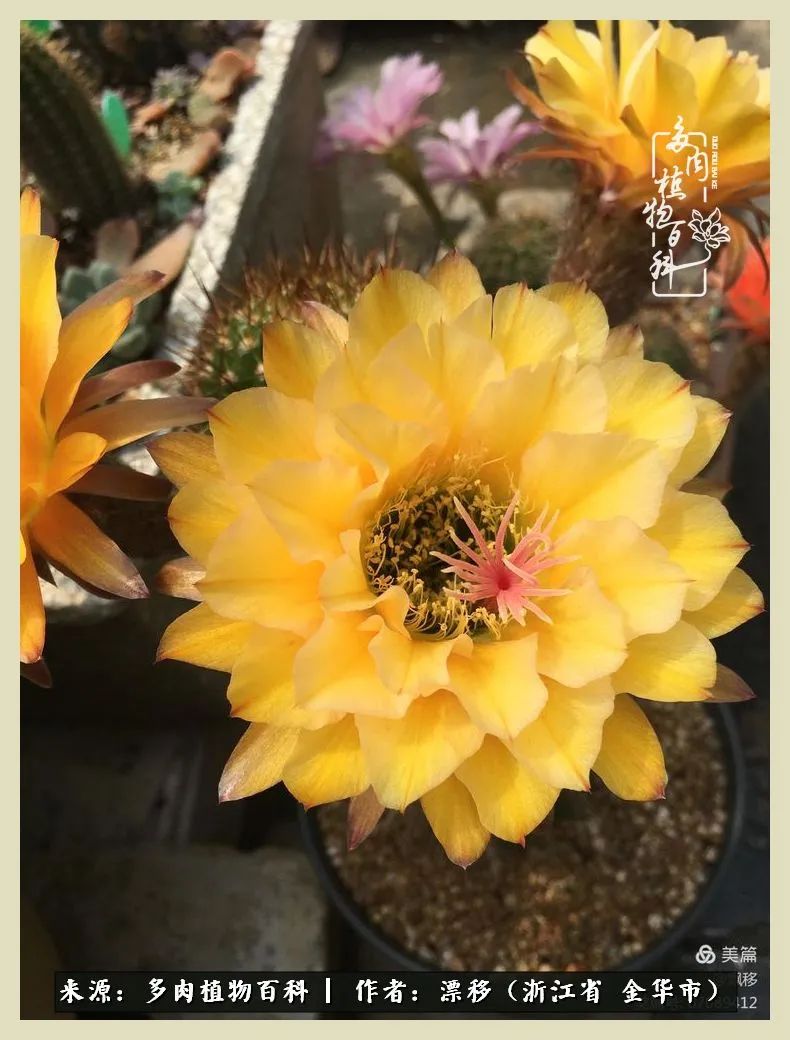 仙人球开花并散发着香味,仙人球花盛开吐露芬芳